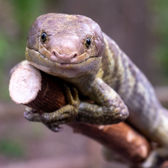 Party for the Planet with us today and tomorrow, April 16 & 17, from 9am – 3pm! 

We've got a whole day filled with activities. Here's a peek at what's in store:
🦦🐘Keeper Chats
🐾Visits from our animal ambassador team
😊Meet local community organizations 
🦖Dinosaur character meet-and-greets
🎶Thursday only, enjoy live music from Unlikely Strummers

Party for the Planet activities are included in the price of Zoo admission or membership.