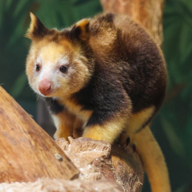 Boop the bouncy little floof to brighten your day! ✨ 

Ren is a Matschie's tree kangaroo joey. As she continues to grow, she is developing her thick, velvety coat and leveling up in floofiness! You can visit Ren and the rest of our tree kangaroos at the World of Adaptations building.