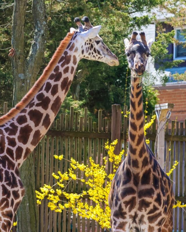 Sun's out, spots out!☀️ Saturdays are for giraffes and good vibes!