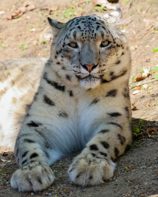 🥳🎁 Asha turned 6 and is feline paw-sitively fabulous! 🐾👑

Join us in wishing Asha, our female snow leopard, a very Happy Birthday!