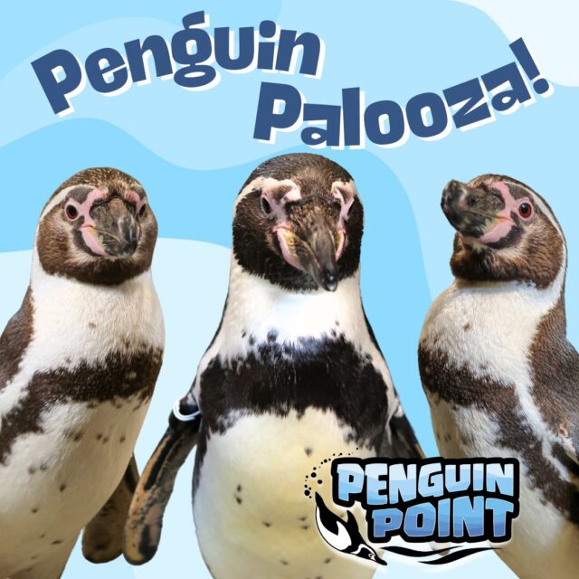 🐧🎉 Waddle on over to the Zoo on 5/24 to help us celebrate the grand opening of Penguin Point! 

Join us for Penguin Palooza where you can meet our delightful new flightless feathered friends and dive into a day packed with fun penguin themed activities and cool treats. Plus, don’t miss keeper chats where you can learn all about these amazing aquatic birds!

This exciting event is included in Zoo admission and free for members. Mark your calendars now for a flippin' good time! 📅