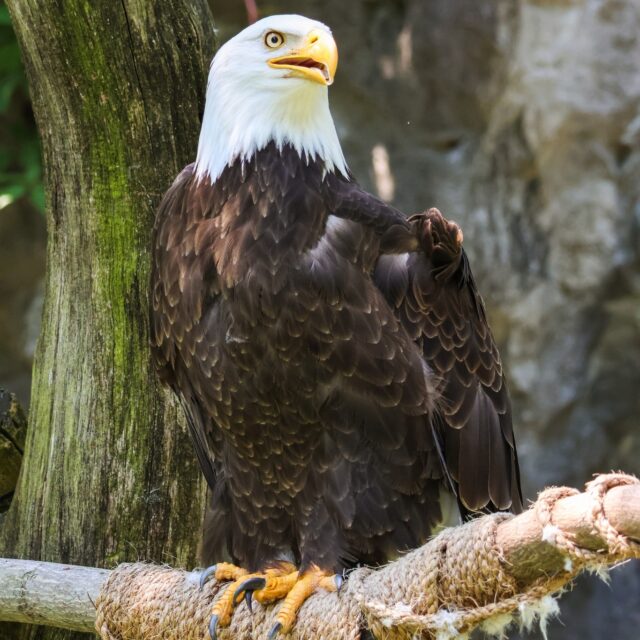 🦅 It's American Eagle Day! Let's talk about the importance of these magnificent creatures. 

With its powerful wings and majestic presence, the eagle embodies strength, courage, and freedom. Once on the brink of extinction, the bald eagle has made a remarkable comeback. Thanks to protective legislation like the Endangered Species Act, the bald eagle now stands as a powerful symbol of what we can achieve when we prioritize conserving wildlife and protecting their habitats and our natural world. 

Their presence and health are often indicators of the overall health of an ecosystem. The decline of eagle populations can signal problems like habitat loss or pollution. They also scavenge on dead animals, helping to keep our environment clean!