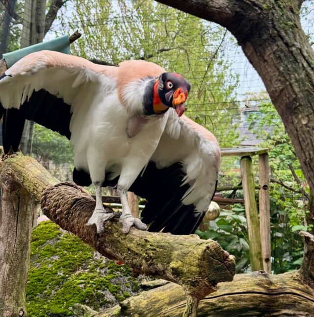 42 has never looked this good! 🥳 Wishing a very Happy Birthday to Nubs, our female king vulture! 🎉