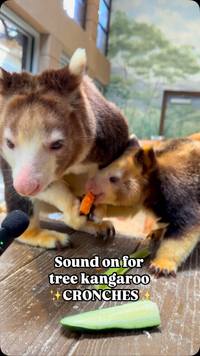 🔊 Sound UP for the cutest crunchin’ munchin’ duo! 🥕 It’s time for the 2025 International Tree Kangaroo Crunch-a-Thon! By watching, liking, and sharing this video, you are casting a vote for momma Keweng and joey Ren as the Crunch-a-Thon champs! 

As a part of the AZA Tree Kangaroo SAFE program, we are participating in the Tree Roo Crunch-a-Thon to help continue to spread awareness about tree kangaroos and their conservation efforts. Our Zoo is home to 4 Matschie’s tree kangaroos, which is a species of tree kangaroo that are native to the mountainous rainforests of Papua New Guinea. 

@treekangaroosafe 

#worldtreekangarooday #treeroocrunchathon2025 #TKSAFE #WeAreAZA #SavingSpecies #TreeKangaroos #adorableanimals