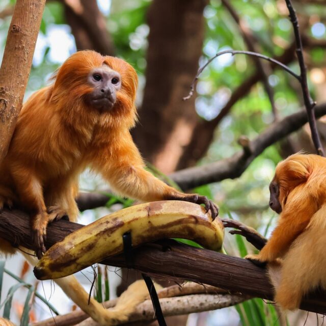 🍌 How many monkeys does it take to open a banana? Swipe to find out! 😆

Our golden lion tamarins were given an unpeeled banana for a delicious snack that doubled as enrichment! They had to work together to peel it open using their natural problem solving behaviors. The satisfaction on their faces once the banana was peeled and they were able to enjoy it was priceless! 👏🏼