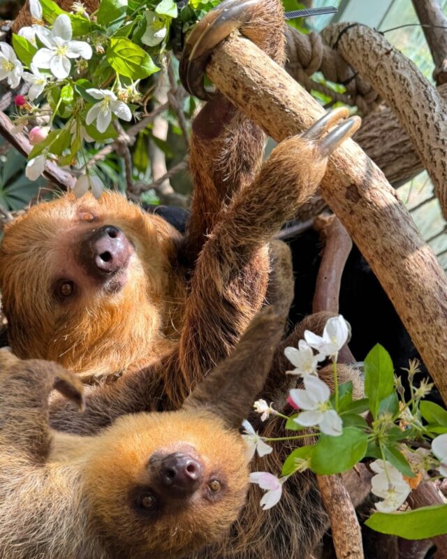 Happy Mother’s Day to all the amazing moms—whether you walk, hop, climb, or fly! 💚 

From nurturing nests to cuddly dens, we celebrate the love and care of mothers everywhere—animal and human alike. 

P.S. Don't forget- All moms and grandmothers receive free admission today! 💐