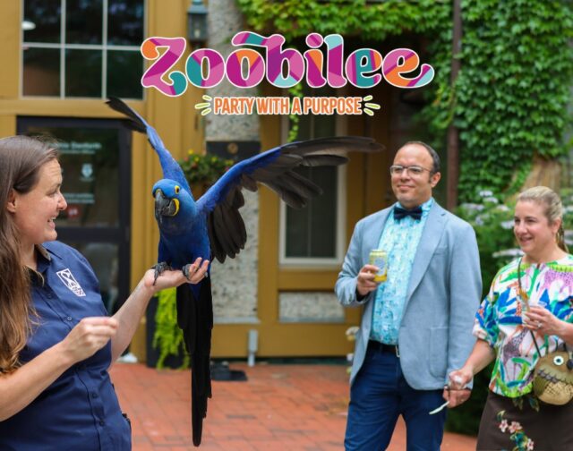 Get ready to go WILD and Party with a Purpose at Zoobilee! 🐾🎉

Join us for the 33rd annual Zoobilee, presented by BankRI, on Saturday, June 28 for an unforgettable 21+ night at the Zoo! 🌟

🍴 Tasty bites from some of the area’s best restaurants
🍹 Sip refreshing cocktails
🕺 Dance under the stars
🦚 Meet some wild new friends

It’s all happening for a great cause—supporting wildlife conservation and education. Every ticket ensures a good time while making a difference! 💚

Visit link in bio for more info! 🎟️ All food included | Cash bars available | 21+ only