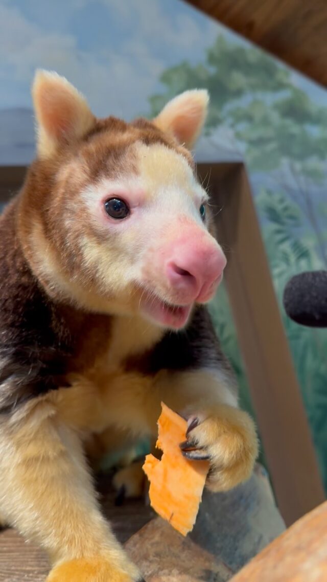 Sound up 🔊 Morobe and LaRoo brought some MAJOR CRONCHES 💥 Like, comment, and share to vote for this dynamic duo as the 2025 Crunch-a-Thon champs! 

Morobe and LaRoo are Matschie’s Tree Kangaroos, one of 14 species of tree kangaroos! Tree kangaroos are excellent climbers as an arboreal species that spends most of their time in trees. Help Morobe and LaRoo climb to the top of the leaderboard of the 2025 International Tree Kangaroo Crunch-a-Thon with some love on this video! 

We are a proud partner with the Tree Kangaroo SAFE program which works to contribute to the conservation of tree kangaroos in the wild. 

#TKSAFE #SavingSpecies #WeAreAZA #WorldTreeKangarooDay #TreeKangaroos #treeroocrunchathon2025 #adorableanimals #ASMR