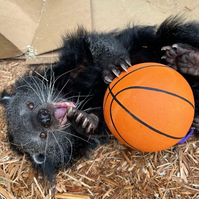 Happy World Binturong Day! 🧡 Today is all about celebrating these incredible and unique animals AKA "bear cats". 

Did you know that the Zoo participates in the "Quarters for Conservation" program, and that 25 cents from every general admission tickets is directly contributed to conservation efforts, both locally and globally? One of the conservation projects that we are currently donating to is ABConservation, an organization focusing on raising awareness of binturongs, as well as researching and protecting them. 

Our binturongs Poppy and Ricky are currently behind the scenes as their habitat is being renovated with necessary upgrades and improvements! Stay tuned for updates. 

#BINTURONGDAY2025 @abconservation 

📸 Keeper Kate