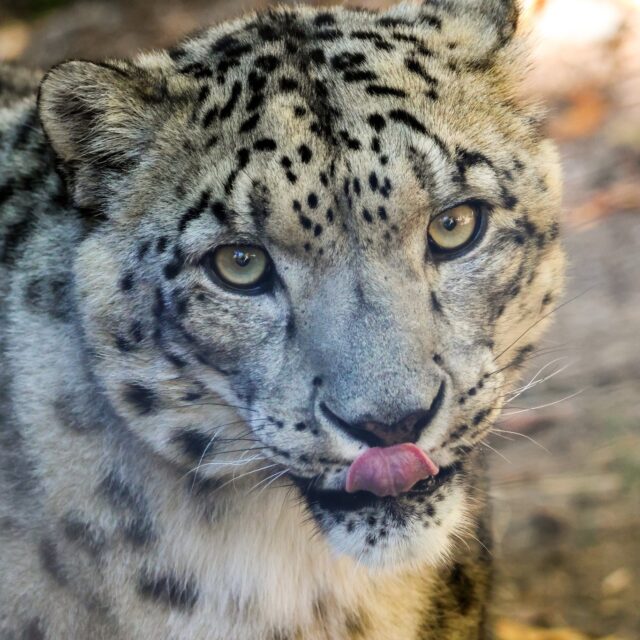 Happy 13th birthday to Sabu, our majestic male snow leopard! 🐾🖤