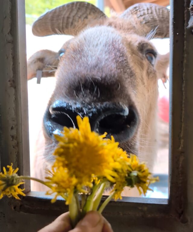 Ellie is getting her flowers! 🌼 Keeper Courtney grew some dandelions for Ellie the takin as a special treat and a reminder of ‘No Mow May’!

‘No Mow May’ is a movement encourages everyone to hold off on mowing their lawns in the early spring to prevent damaging dandelions and other flowers that provide nectar and pollen for hungry bees and other important pollinators. Mowing less allows for habitats to flourish and increases the diversity of wildlife. 🐝🌻🦋