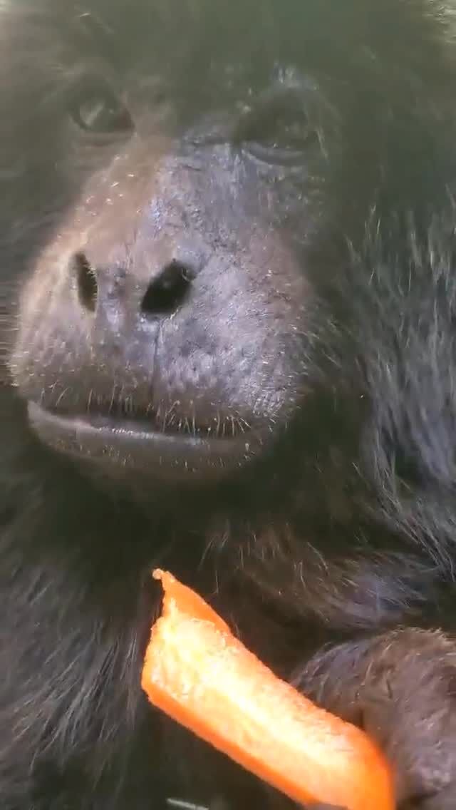 🥕💥 Ramone couldn’t let the Crunch-a-Thon pass without submitting his cronches! 

Ramone the howler monkey may not be a tree kangaroo, but his powerful cronches deserve some recognition too! 🙉 

#crunch #animalseating #monkey #asmr #rwpzoo #zoo
