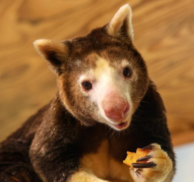 Celebrate Endangered Species Day at the Zoo this Saturday, May 17th! ☀️

Enjoy fun education stations, special Tree Kangaroo Day activities and games, meet costumed characters, and connect with local community groups. (All activities are included with your regular Zoo admission.)

Plus, get a FREE native plant to take home and help Rhode Island’s pollinators thrive! Available 11 am – 2 pm, one per household, while supplies last.