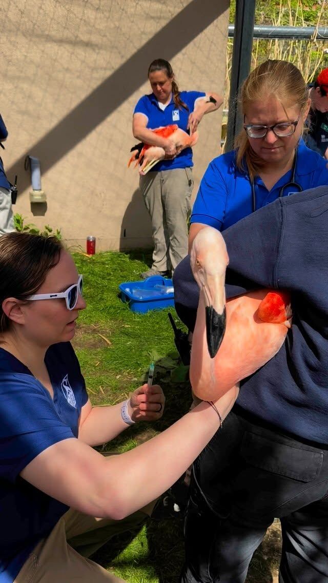 Our flock of flamingos recently received their annual exams! 🦩🩺 

Our vet team performed full body examinations to each of our 19 flamingos, checking to make sure that each wing, beak, and foot looked healthy! Each flamingo also received their necessary West Nile virus vaccinations and gave a blood sample so we can ensure that their overall health and bloodwork is in good standing! These exams are a way for our veterinary team to provide preventative care and address any concerns right away. Overall, our flock is in good health and doing well! 👏