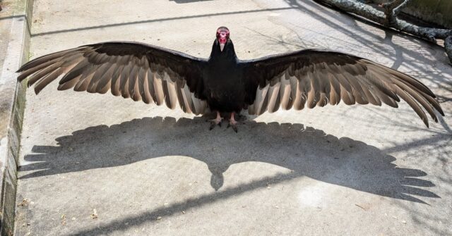 Cathartes, the turkey vulture, is striking a pose! A horaltic pose that is. 

This stance, known as the "horaltic pose", helps vultures thermoregulate and dry off any damp feathers after cool evenings by soaking in the sun's UV rays. This pose in the sun also helps kill unwanted parasites and bacteria on their feathers.

📸 Keeper Courtney