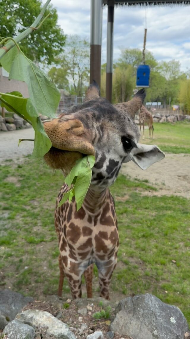 Monday munchies with Enzi 🌿 

Giraffes are known for their exceptionally long tongues (18in-20in), but did you know that their tongues are also prehensile and muscular? This allows giraffes to grasp, manipulate, and pull leaves from tall, thorny trees.