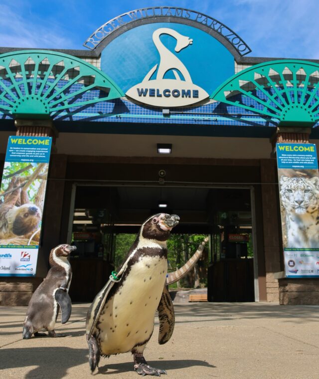 Waddle right this way! 🐧 Penguins have made their big entrance at the Zoo’s front gates 🎉

We are flippin’ out over the opening of Penguin Point this weekend! It’s shore to be the beginning of a real cool summer. We can’t wait for you to meet our new flightless feathered friends. 🌊