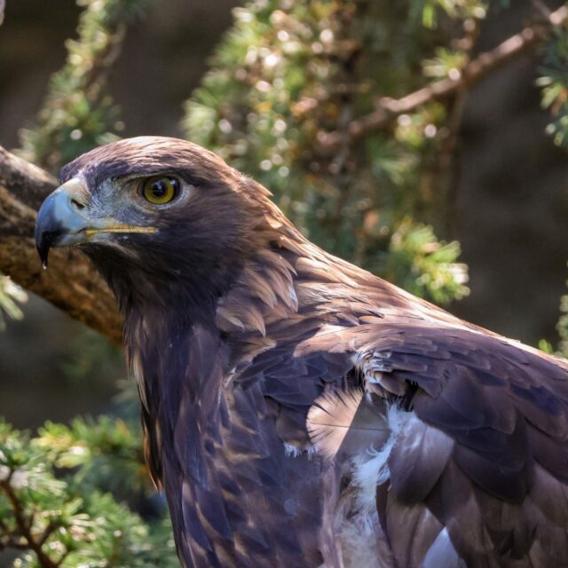 This Memorial Day, we pause to remember and honor those who gave their lives in service of our country. The Zoo is open today 9am-4pm, if you're looking for a place to spend time with family.

A heartfelt thank you to all who serve and have served! Did you know we offer a year-round military discount? Active and retired military veterans get 50% off regular daytime admission for up to four people in their party (with valid military ID and another form of ID). It's our small way of saying thank you for your service!