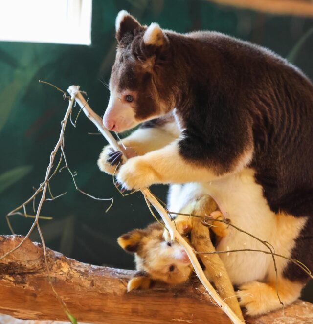 Happy World Tree Kangaroo Day to our be-roo-tiful tree roo family! 🌎💚

Our Zoo is home to 4 Matschie’s tree kangaroos- Keweng, Morobe, LaRoo, and Ren! Make sure you stop by and say hello during your next visit. 👋🏼

#worldtreekangarooday #TKSAFE #matschiestreekangaroo