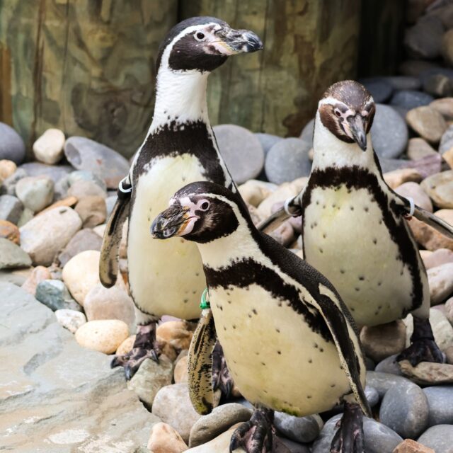 Join us TODAY for Penguin Palooza! 🐧🎉 We are celebrating with a big SPLASH and waves of fun!

Waddle over from 9:30AM - 2:30PM and enjoy:
🫧 Penguin crafts & activities in Our Big Backyard
🐧 Penguin Keeper Chats at 10:30AM & 2PM
🎶 Rock-A-Baby shows from 10AM to 1PM
🎨 Discounted Penguin Face Painting
🍦 Cool treats and MORE!

Waddle you waiting for? Head on over to the Zoo! rwpzoo.org 😄