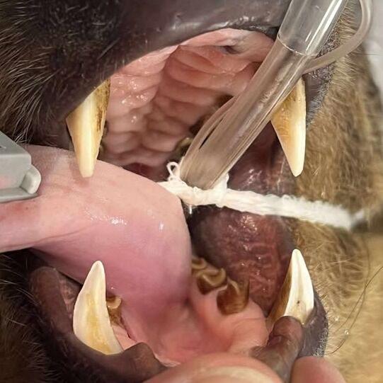 It's Tooth Time! 🦷 Did you guess the teeth from today's story correctly? 🤔 Swipe to find out...

These are Westley, the Linne's two-toed sloth's teeth! #Didyouknow - two-toed sloths have 4 canine-like premolars that are large and resemble fangs. Sloth teeth also lack enamel and grow continuously, meaning they need to be worn down by chewing to prevent them from getting too long!

Tooth Time is a new series, presented by @deltadentalins of RI, where we share fun facts about our animals' teeth as well as tips to help keep your human teeth healthy! 

🦷 Smart Smile Tip: Brushing twice a day for two minutes is essential for reducing bacteria, fighting plaque build-up and removing stains from teeth. www.deltadentalri.com