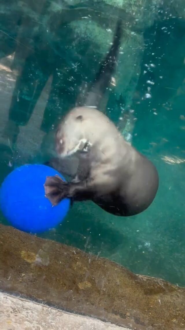 Happy World Otter Day from giant otters Romo and Fernando! 🌎🦦 Watch as they enjoy some fun new enrichment full of their favorite fish! 🐟

#WOD2025 #worldotterday #giantotters