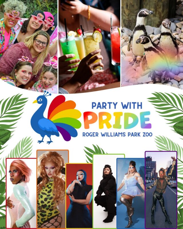 🏳️‍🌈🍹🎶 Embrace your wild side and Party with Pride, an unforgettable 21+ evening celebrating the LGBTQIA+ community on Saturday, July 19th!

This 21+ event invites queer adults and their allies to experience the Zoo after hours. Get ready for a fantastic lineup of entertainment featuring Ace DJ Entertainment, Queer-e-oke hosted by Paul Parravano, and drag performances by: @kennedyplaza, @lululevity, @mikabeeofficial, @itsthesilva, @braethefallen, and @coco_lafreak.

Discover fascinating “Nature is Queer” animal chats, alongside pride-themed animal enrichment activities and zoo-themed cocktails. Plus, connect with local LGBTQIA+ and allied organizations including Haus of Codec, Thundermist, Youth Pride RI, TGI Network, and Mentor RI. For more info visit link in bio! 🦚

We are a Zoo for All - hateful and inappropriate comments will be removed.