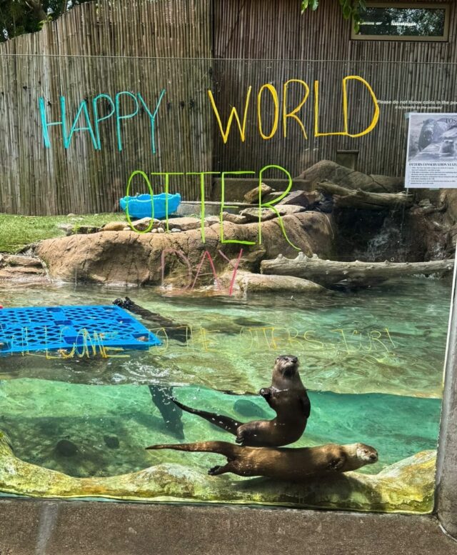 We had a fabulous day celebrating World Otter Day: The Otters Tour! 🌎🦦 We are in our raising awareness about otters era! ✨