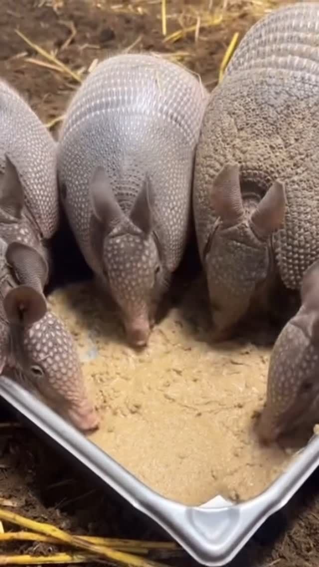 Dinner time with the armadillo fam 😍

Patsy’s quadruplets are enjoying a hearty meal with mom, growing strong, one bite at a time. #cutenessoverload

📷: Keeper Emily