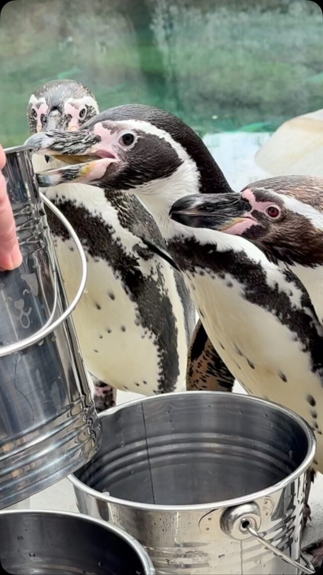 🐧 Feeding time! 🐟 Did you know our penguins are all individually hand-fed? Penguins are hand-fed for several reasons! 

1. Hand-feeding allows keepers to build positive relationships and trust with the penguins. 
2. It allows keepers to closely monitor their health, appetite, and well-being.
2. It ensures that each bird gets enough food, and allows keepers to provide any special supplements or dietary needs for each individual bird.