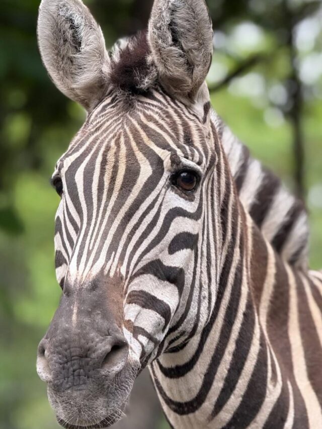 Zipper is absolutely serving looks with those incredible stripes 😍🦓 

No wonder a group of zebras is called a “dazzle”—they absolutely live up to the name!

📷 Keeper Brett
