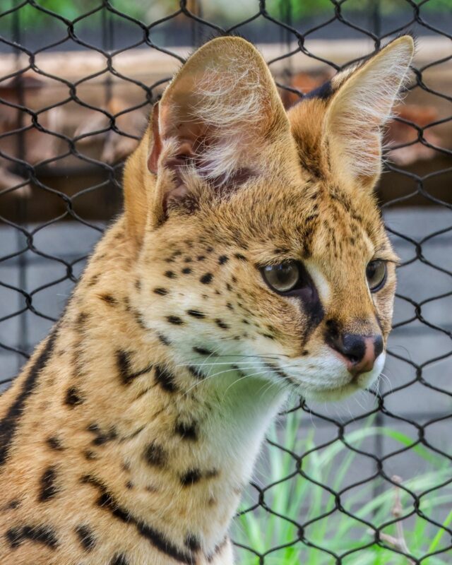 Say hello to Zephyr, our new male serval! 👋🏼 This handsome 14-month-old serval came to us from Greensboro Science Center, an AZA facility in North Carolina as a breeding recommendation for our female, Velma. 

Named after Zephyros, the Greek god of the West Wind, Zephyr was born on the first day of spring and brings all the fresh energy that comes with it! 🌸🌀

We’re thrilled to welcome Zephyr to his new home, and are excited for what the future may hold for him and Velma! 💛🐾