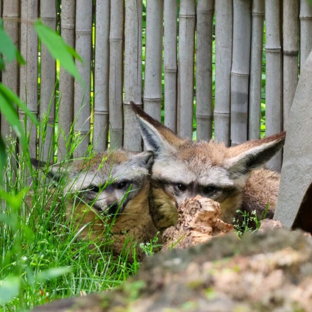 When you are trying to camouflage yourself but your adorable ears are too big to hide! 🫣 

Bat-eared foxes use a combination of physical features and behaviors for camouflage. Their sandy / grayish fur color blends well with the landscape and their raccoon-like face markings make them harder to see from a distance. They are also known for digging extensive systems of burrows and tunnels, providing them with safe places to hide and escape from predators!