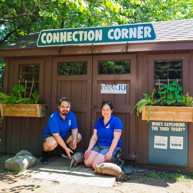 Connection Corner, presented by BankRI, is now OPEN for the summer! ☀️

Get an up-close, hands-on experience with our nine-banded armadillos and radiated tortoises! These encounters are no extra charge and run from 10am-1:30pm on weekdays and 10am-3:30pm on weekends. 

A special thank you to sponsor BankRI for supporting these meaningful wild connections between our guests and the natural world at Connection Corner! 💙