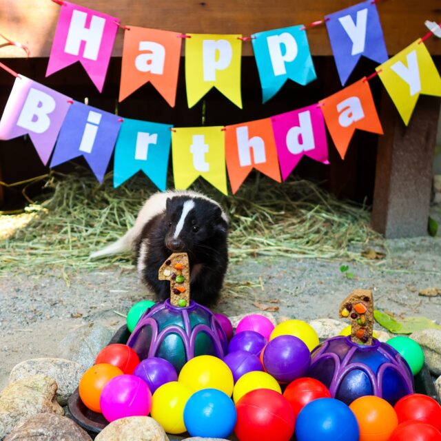 Happy 1st birthday to these adorable little stinkers! 🦨🖤 Our ambassador skunks Havarti and Muenster celebrated their first birthday with a scent-sational ball pit party with lots of enrichment full of their favorite snackies! Help us wish this odor-able pair a happy first birthday! 🥳🎉