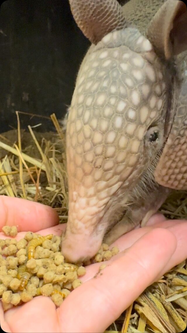 POV: You’re a hand full of worms being eaten by a baby armadillo named Moon 👀😝

Our baby armadillos don’t look much like babies anymore! Their shells have hardened and changed color from pink to grey.