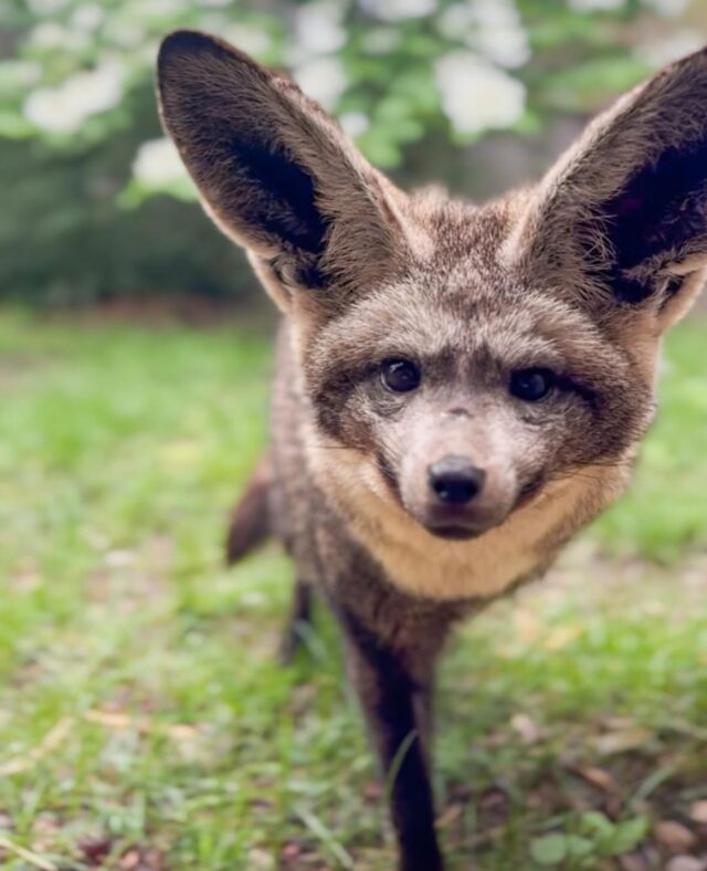 These big ears aren’t just adorable, they also have a  really cool job! 😎

Bat-eared foxes use their large ears to help them stay cool, a crucial adaptation for their native hot African environment. Their ears are filled with blood vessels that allow them to release excess heat through the blood, effectively cooling down their bodies.

📸 Keeper Jillian