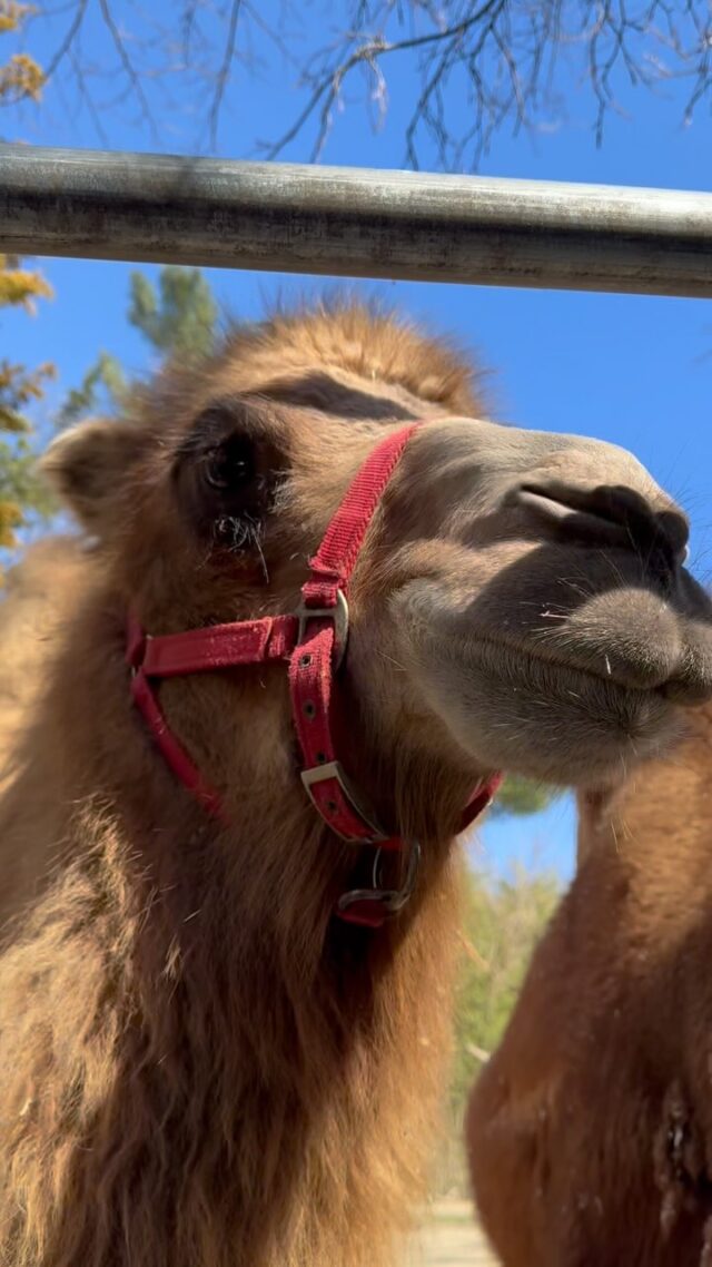 🐫 Happy World Camel Day from Nova & Oliver! 🐫