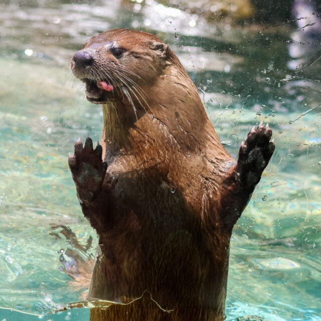 ☀️ Sun's out, tongues out! 😜 Our river otters are keeping cool with a dip in the pool. 🌊
