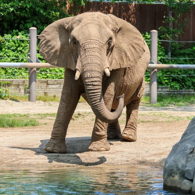 🐘 Happy National Zoo and Aquarium Month!

This month highlights the vital roles zoos and aquariums play in conservation, education, and public appreciation of wildlife. Visiting the Zoo is the perfect way to celebrate, connect with wildlife, and make a difference!

Your visit to Roger Williams Park Zoo isn’t just an adventure, it’s an investment in the future of wildlife. 25 cents from every general admission tickets is directly contributed to conservation efforts, both locally and globally. Your support truly means the world! 🌍💚