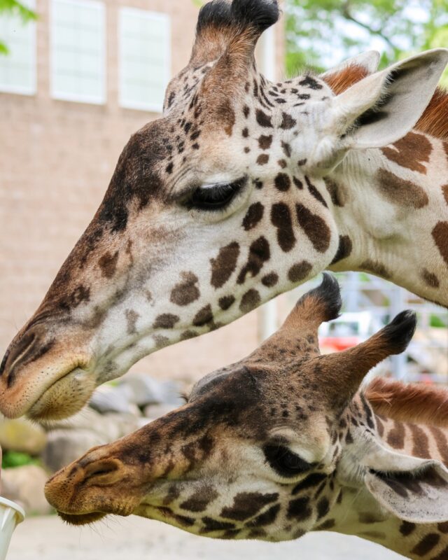 It's the longest day of the year, which means it's time to celebrate the longest-necked animal for #WorldGiraffeDay! 🦒

DYK Wild giraffe populations have dropped by 30% in just 35 years? That's why today, and every day, we're working to raise awareness about these majestic giants and the challenges they face. We're also dedicated to providing our amazing giraffes—Enzi, Providence, and Cora—with the best possible care. They're incredible ambassadors, helping to educate and inspire our guests to join us in protecting wildlife and their habitats.

Stop by and say hello to our beautiful Masai giraffes today! They'd love to see you! 
#longdaysforlongnecks #standtallforgiraffe