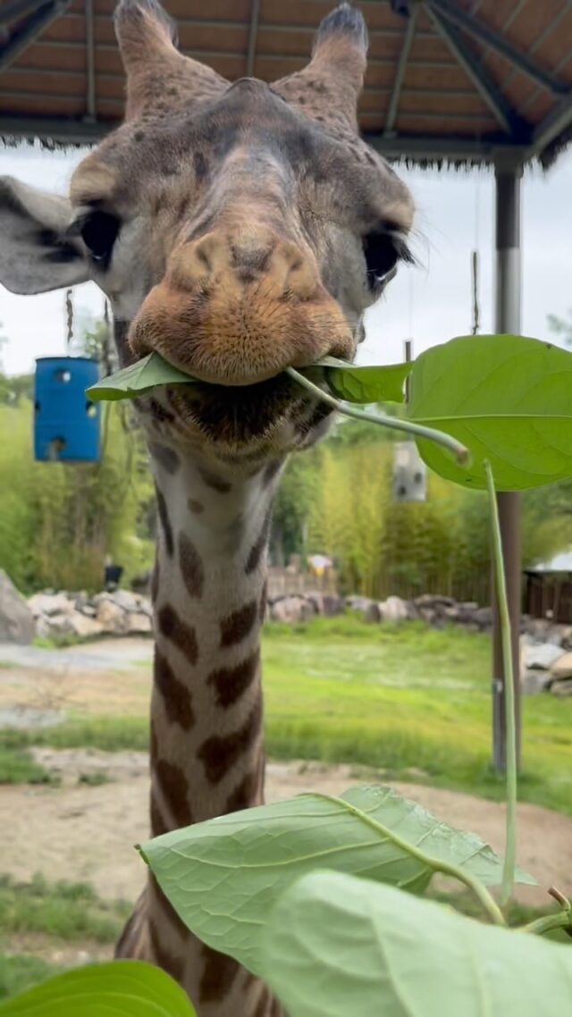 It’s #WorldGiraffeWeek, and we’re sticking our necks out to celebrate our planet’s tallest land mammal! DYK:
🦒 Each giraffe’s spot pattern is totally unique, like a fingerprint!
🦒 Their tongues are super long (18-20 inches!) for grabbing tasty leaves.
🦒 A group of giraffes is called a tower. Talk about fitting!
.
.
#worldgiraffeweek #standtallforgiraffe @worldgiraffeweek