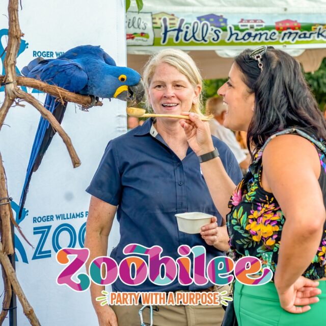 Get ready to unleash your inner party animal, Zoobilee is just 10 days away! Saturday, June 28th, join us for the wildest party of the year presented by BankRI. Enjoy delicious food from top local restaurants, refreshing drinks, and dance the night away to Mystique, all while supporting wildlife conservation and education. Don't miss out on this roaring good time—grab your tickets today and party with a purpose!

Visit link in bio for more info! 🎟️ All food included | Cash bars available | 21+ only