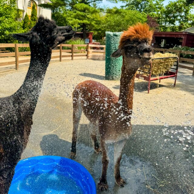 ☀️⚠️ Due to the extreme heat predicted for the coming days, some of our animals may be brought indoors for their health and safety. While many of our animals have the ability to go outside or stay inside their air-conditioned indoor habitats, our staff are taking extra precautions to ensure the safety of all our animals when the weather gets this hot. 

Whether it's making a splash zone in the hose or providing fruitsicles/fishsicles for a quick cool-down and fun enrichment, our animals are always a top priority. And for visitors planning to visit don't forget to head to our splash pad for some water fun or grab an ice-cold Del's lemonade! We appreciate your understanding and encourage you to plan your visit accordingly. Stay cool and hydrated, everyone! 💦