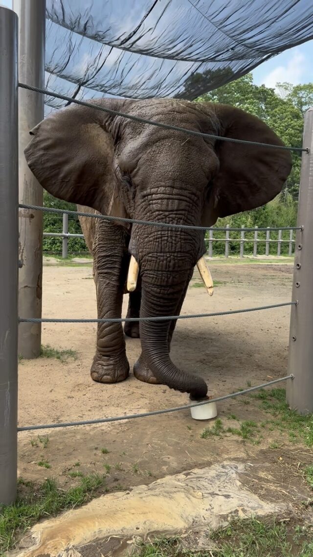 🧊☀️ Keepin’ cool with Ginny, Alice, and Kate! 🐘