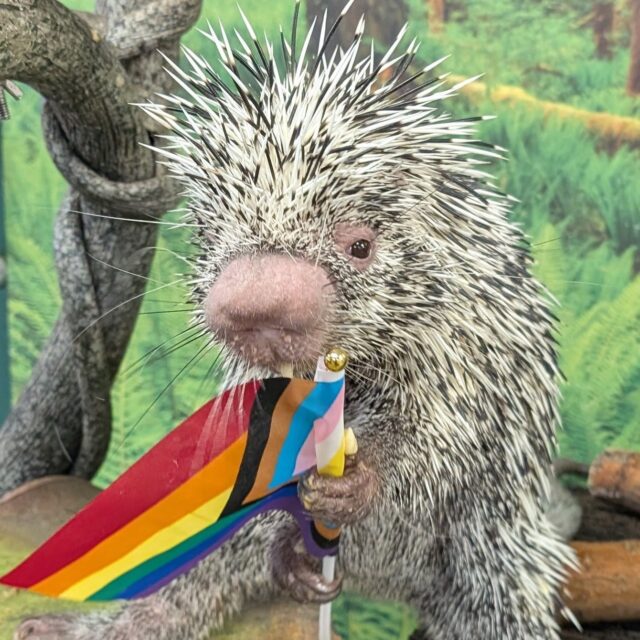Our world is made more beautiful by its diversity of species, of people, of love. 🌈🐾 We’re proud to celebrate all of it! From our animals to our incredible staff, we celebrate every being, every identity, every day.

Don't forget to come and Party with Pride, our 21+ night celebrating the LGBTQIA+ community on July 19th. For more information visit link in bio. 🏳️‍🌈