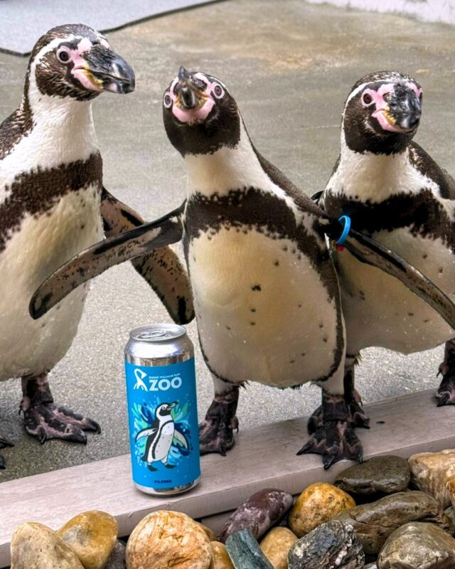 Introducing Zoo Brews! 🍻 These collectible craft beers feature endangered species from our Zoo, and are designed to educate and inspire with every sip. Whether it's a Penguin Pilsner or a Beetle Brew, each can supports conservation efforts for these incredible species! Grab a cold one at Zoobilee, or you can collect them now at the Zoo and Proclamation Brewery. 

A big cheers to our friends at @proclamationale for brewing up something special, and for all of their generous support! 💙

Can designs by Proclamation Ale Company Owner and Creative Director, Lori Witham.