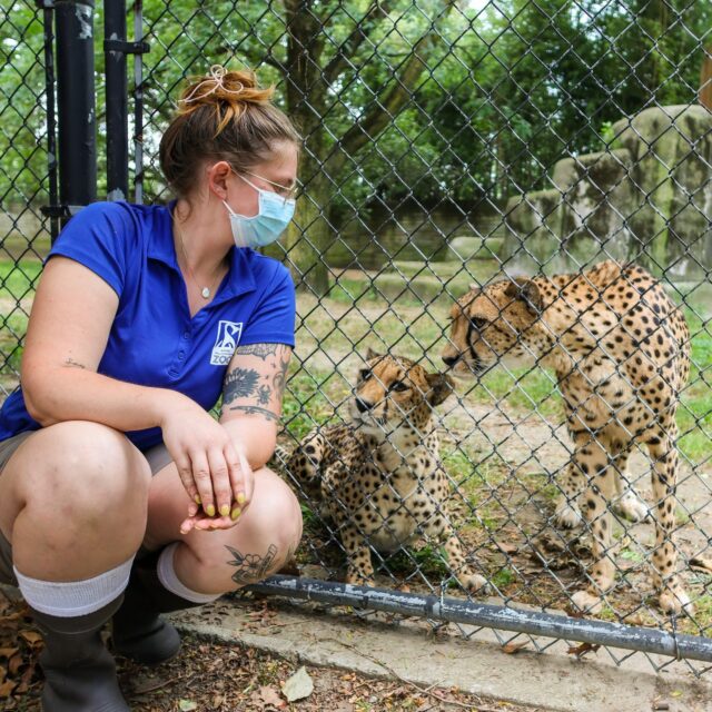 In honor of National Zookeeper Week - meet Keeper Jill! 🐾

Jill works mainly with all of our animals in the African Plains section of the Zoo, including cheetah, bat-eared fox, zebra, serval, and more! We are spotlighting Jill to show off her cheetah tattoo and share why she loves working with them.

"You can't teach an old dog new tricks, but you can certainly teach an old cat! I love working with Abbey and Jenga because they are super intentional with all of their training sessions and it's fun to watch their wheels turn." - Keeper Jill

Jill is always ready to put together some fun enrichment for an animal's birthday party or film a silly video! Thanks for all you do, Jill! 👏🏻