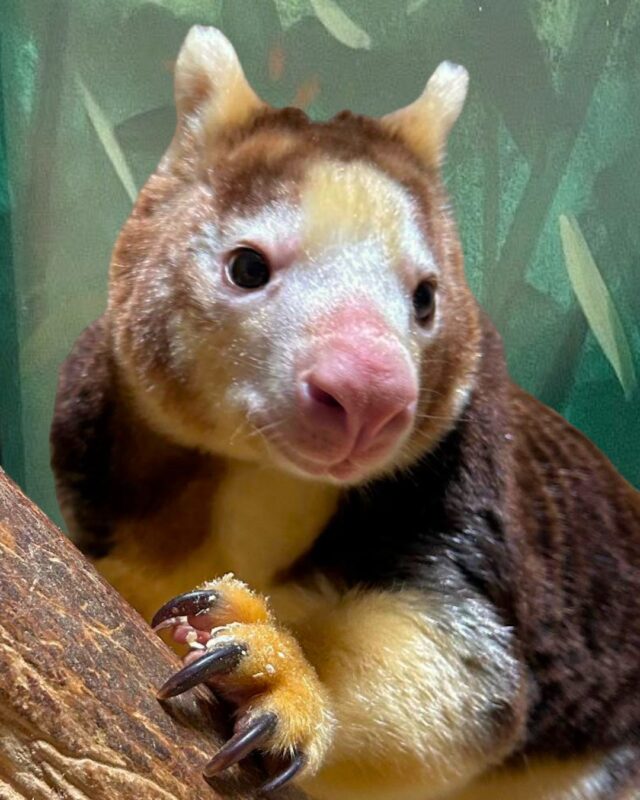 LaRoo turned 19 on Sunday! 🥳 Help us wish a happy belated birthday to the queen of our Matschie's tree kangaroo family. 👑💛