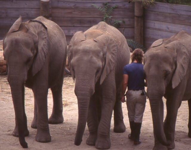 How it started vs. how it's going 🥹 Our beloved elephants are turning 40, and you’re invited to their birthday party! 🥳🎁 

Join us on July 12th for TONS of fun celebrating this major milestone with birthday treats, kids’ activities, enrichment activities, and more. Meet the girls, sign their birthday card, learn about elephant conservation, and help us make their big day unforgettable! 🎉 

This event is included with Zoo admission. Visit www.rwpzoo.org for more information! 🐘